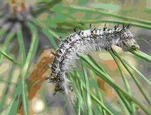 松毛蟲病