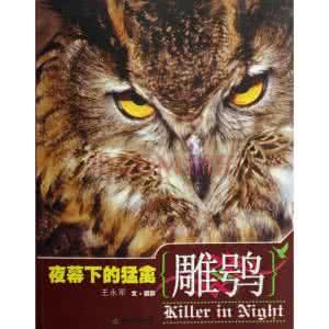 夜幕下的猛禽(雕鴞) 夜幕下的猛禽(雕鴞)