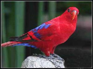 紅色吸蜜鸚鵡