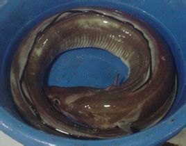 大口康吉鰻 大口康吉鰻