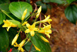 無囊長距紫堇 無囊長距紫堇