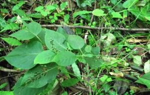 小沿溝草屬 小沿溝草屬