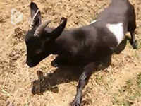 田納西羊 田納西羊