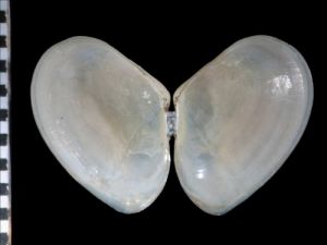 紅明櫻蛤 紅明櫻蛤