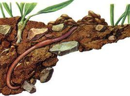 土壤動物 土壤動物