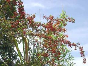 荔波花椒 荔波花椒