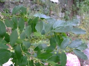 單傘大戟 單傘大戟