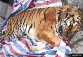 1·8溫州東北虎 1·8溫州東北虎