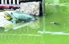 動物園裡的斑鱉夫婦