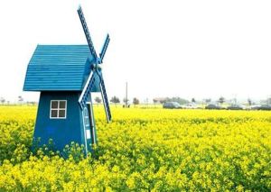 莊行菜花節 莊行菜花節