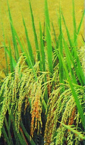 中優早5號 中優早5號