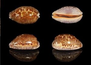 玫紅地圖寶螺 玫紅地圖寶螺