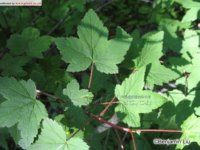 瘤糖茶藨子 瘤糖茶藨子