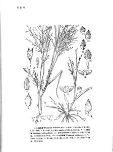 中國植物志原版墨線圖