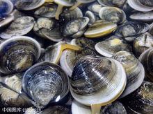 鮮味[人的五種味覺之一]