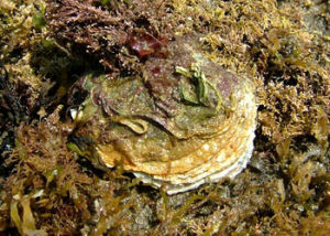 不等蛤科 不等蛤科