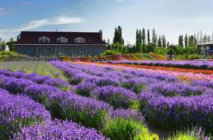 薰衣草莊園[多元化薰衣草主題景區]