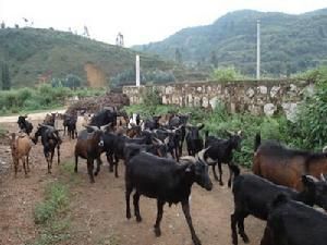 土老沖村 土老沖村