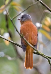 褐尾阿蒂霸鶲 褐尾阿蒂霸鶲