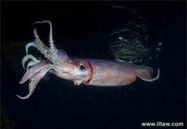 洪堡魷魚 洪堡魷魚