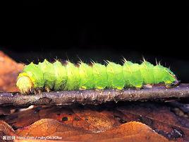 蟲蟲[漢字詞語]