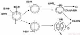 胚胎分割 胚胎分割