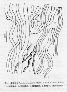 癩擬層孔 癩擬層孔