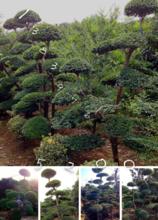 小葉女貞造型樹