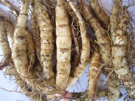 蟲草地參 蟲草地參