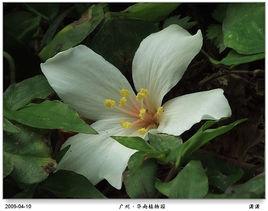 致癌植物 致癌植物