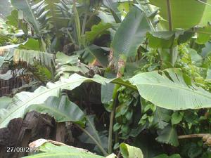 排把王基自然村自然資源-芭蕉林