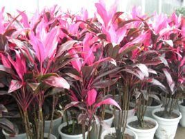 紅葉朱蕉 紅葉朱蕉