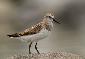 西方濱鷸 西方濱鷸