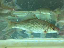 紅眼角魚 紅眼角魚