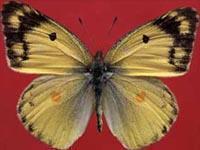 斑緣豆粉蝶 斑緣豆粉蝶