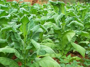 中點自然村烤菸種植