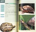 《常見龜鱉類識別手冊》