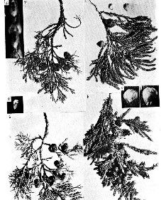 香柏(變種) 香柏(變種)