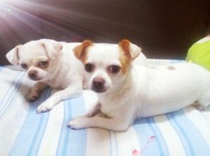 寵物行業 寵物行業