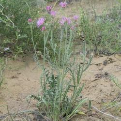 刺果苓菊 刺果苓菊