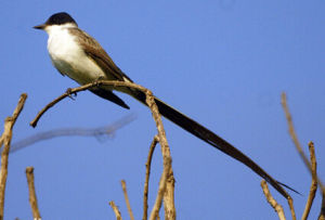 查氏姬霸鶲 查氏姬霸鶲
