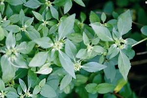 齒裂大戟 齒裂大戟