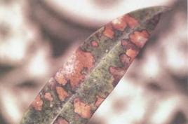 夾竹桃褐斑病 夾竹桃褐斑病