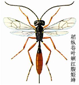 稻縱卷葉螟紅腹姬蜂 稻縱卷葉螟紅腹姬蜂