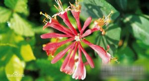 淨花菰腺忍冬 淨花菰腺忍冬