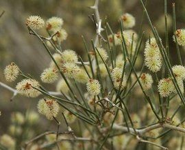 密刺沙拐棗 密刺沙拐棗