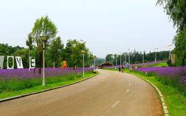 南陽薰衣草風情島 南陽薰衣草風情島