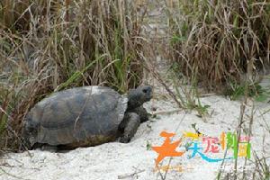 哥法地鼠龜 哥法地鼠龜