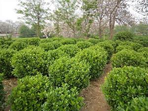 南廟村[江蘇沭陽俊吉園林工程有限公司]