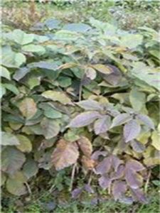 蘭嶼大葉毛蕨 蘭嶼大葉毛蕨